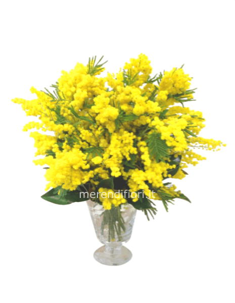 Mazzo mimosa 