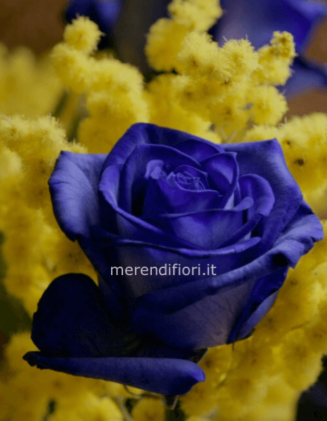 Rosa blu e mimosa