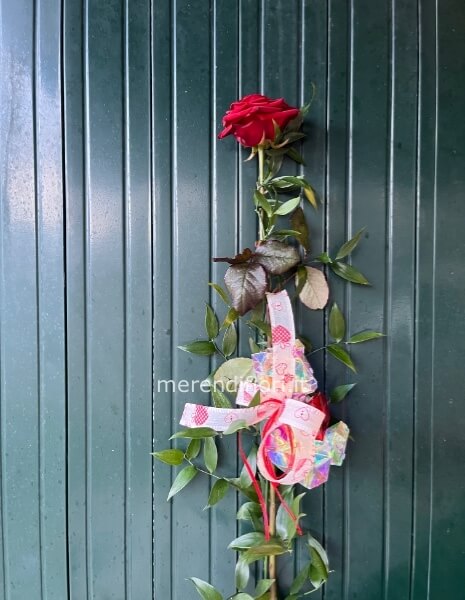 Rosa singola con Orso luminoso e cuore ♥️ 